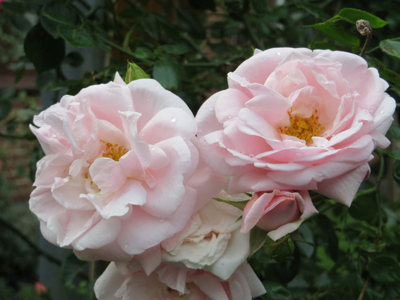 Freiformat Projekt Gartengalerie Rosenblüte